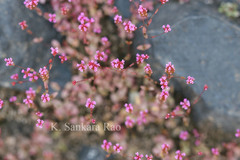 Rotala floribunda